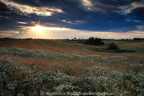 Masuren Sonnenuntergang ber Margeritenfeld Landschaft Abendstimmung bei Miechen (Mnchenfelde)
