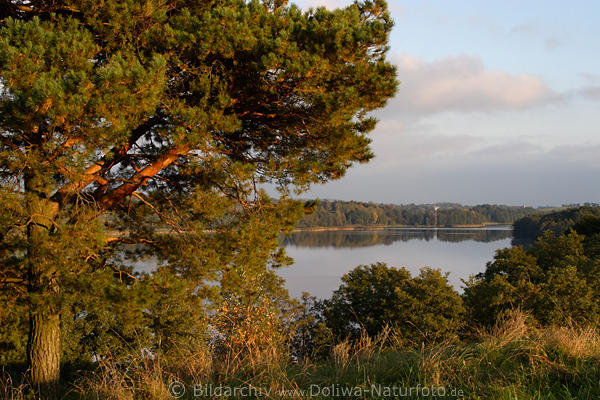 Kiefernbaum in Abendsonne Masuren Naturfoto mit Seeblick auf Hessensee (Wojnowo See) vom Hochufer