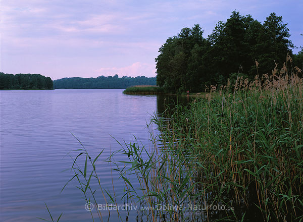 Seestille Schilfufer Masurens HessenSee Naturfoto Masuria nature pictures