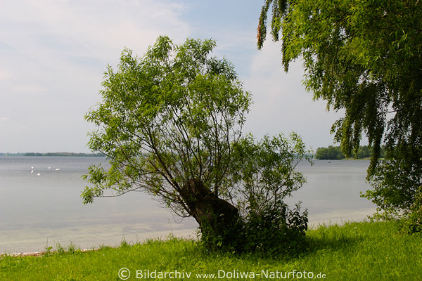 Fuleda Zipfel Masuren Halbinsel grne Natur Bume am Ufer von Dobskie See Foto gegenber Doba