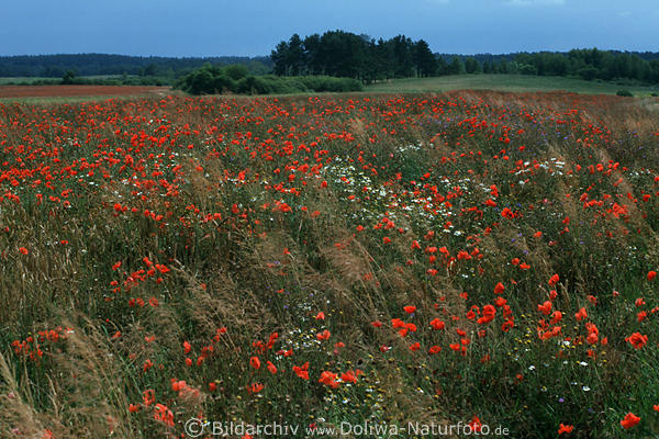 Klatschmohnwiese Naturfoto Masurischer Landschaftspark nah Nikolaiken Mazuryfoto