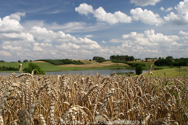 Masuren Weizenfeld-Reife unter Wolken Agrarfeld am Bycek See bei Wyszowate (Wissowatten See)