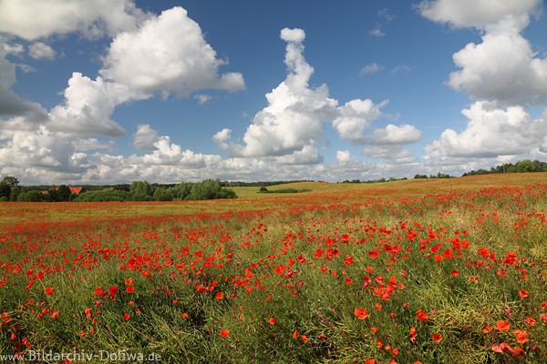 Masuren rote Mohnlandschaft Wildblten Blumenfeld Stimmungswolken Naturfoto