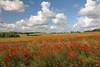 Masuren-Mohnlandschaft rotes Blumenfeld unter Stimmungswolken Wildblten Naturfoto