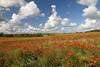 Masuren rote Mohnlandschaft Wildblten Blumenfeld Stimmungswolken Naturfoto