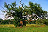 Einsame Eiche bei Steinort / Sztynort Masuren Quercus Baum Äste Zweige Eichenbaum auf Wiese