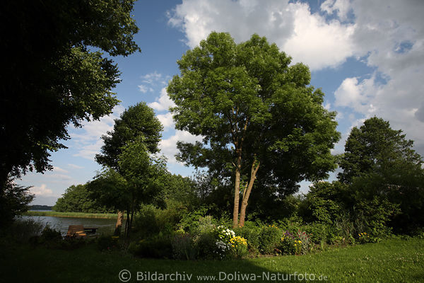 Gross Gablick Seeufer Bume grne Landschaft Masuren Dorf Gawliki Wielkie
