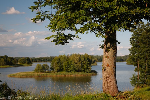 Gablicksee-Hochuferbaum Insel in Wasser Masuren-Seeblick Natur-Landschaftsbild Mazuryfoto