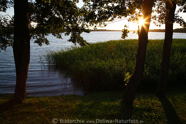 Masuren Haarschen-See Sonnenuntergang Naturufer Foto Wasserlandschaft Schilf Bäume Ostpreussen Mazury Jezioro Harsz