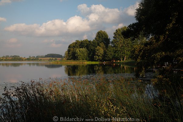 Ostpreussen Landschaft Kleschewensee Schilf Wasserbucht Natur Masuren Mazury natura jezioro Kleszczewo