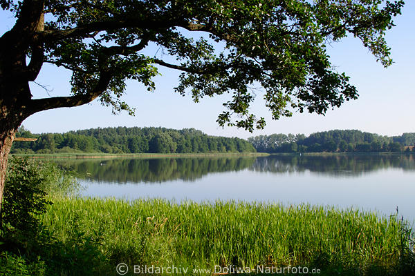 Masuren See-Landschaft Wasser-Flora grne Ufer Naturidylle Panorama unterm Baum in Ostpreussen Mazury wodna natura jezior