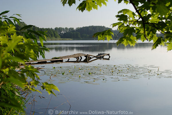 Masuren See-Holzsteg im Wasser Grnpflanzen Bltter in Klschwen Frhling Stimmung