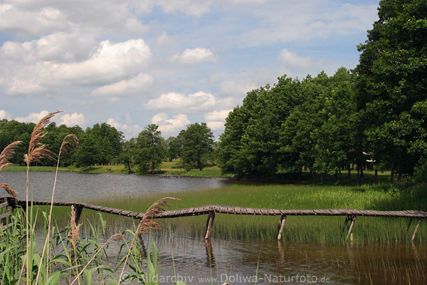 Masuren Seeufer Wassersteg Schilf Bume Landschaft MartinshagenerSee Ostpreussen Mazury natura krajobraz