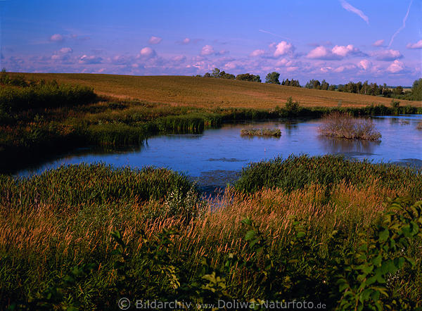 Masuren Smpfe Wasserlandschaft Schilf Grser Bsche Natur Abend-Stimmung Mittelformat Aufnahme Mazury