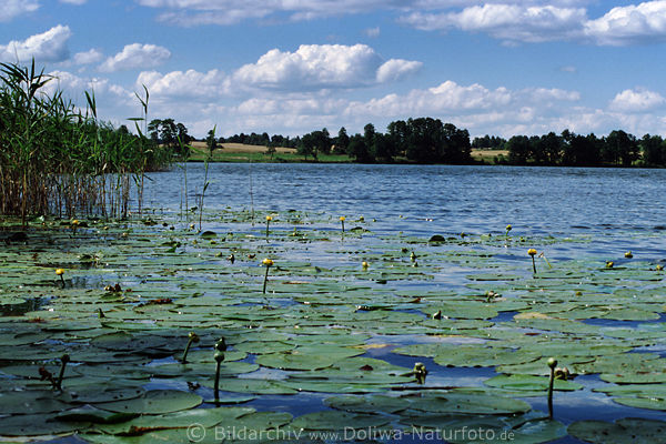 Seerosen Blätterteppich in Masuren Wasserlandschaft jezioro Buwelno Mazury krajobraz wodny