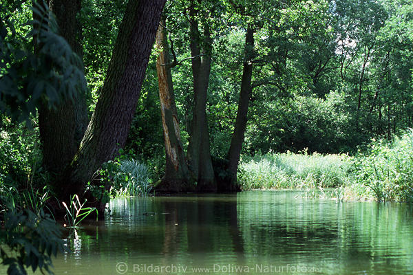 Kanal Buwelno-Ubliksee Wasserweg gr�ne Naturidylle unter B�umen in Masuren