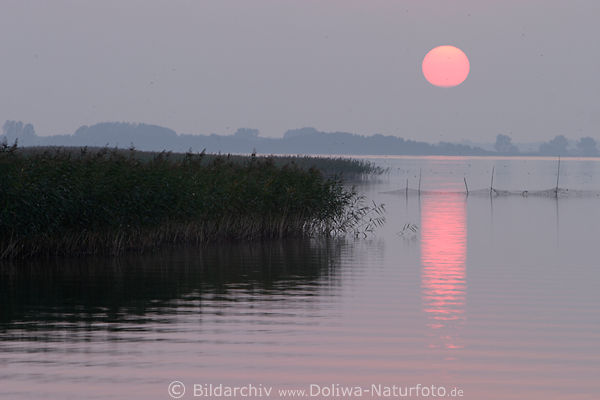 Sonne Rotball ber Seewasser Schilf Masuren Horizont lila Farben Naturidylle Fotodesign romantische Seeblick Mazury natura 