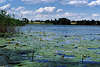 Seerosen Blätterteppich in Masuren Wasserlandschaft jezioro Buwelno Mazury krajobraz wodny