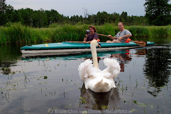 Schwan am Paar im Kajak Krutynia Wasserwandern in Masuren wilder Natur