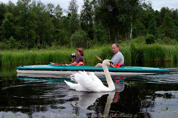Krutinnen Wildschwan vor Kajaker Paar in Flusswasser Mensch-Tier Natur-Begegnung