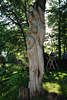 Frauenfigur Baumholzskulptur im Freien Galindia Holzschnitzerei in Masuren Waldpark am Beldahnsee