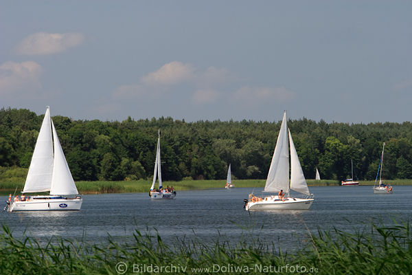 Masuren Segler Segelboote in Wasser Landschaft Niegocin Natur Lwentin See Mazury zagle krajobraz
