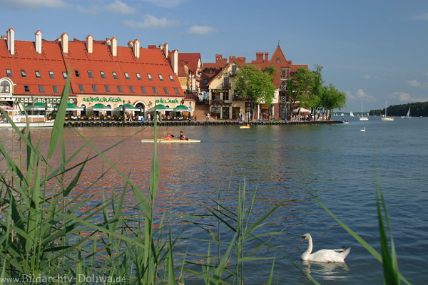 Nikolaiken Seeufer Schwan Schilf Wasseridyll Masurenfoto Paddler Seenlandschaft Promenade-Cafs