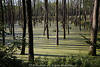 1204342_ Grlitz Waldlandschaft Fotos Moor Wasser Masuren Smpfe Naturbilder bei Rastenburg