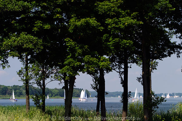 Groe Masurische Seen Segelboote in Wasser Landschaft bei Rotwalde (Rydzewo) Bume Ufer Lwentin See Ostpreussen Mazury Yachturlaub
