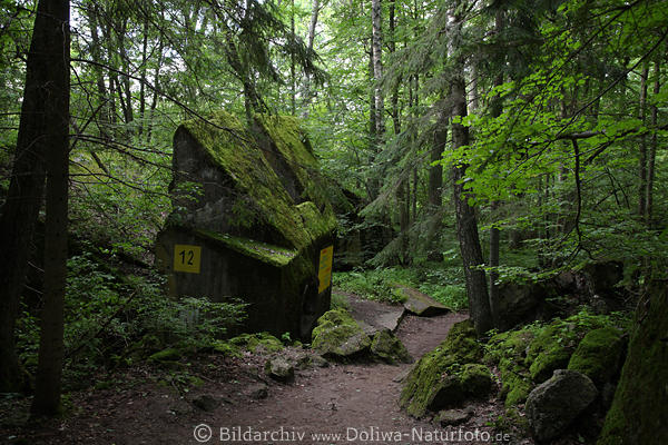 Wolfsschanze Flugabwehr-Bunker Foto gesprengte Beton-berreste in Wald bei Grlitz