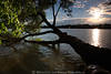 Lyck-See in Sonne Gegenlicht Stimmungsfoto Baum in Wasser liegen Masurens Landschaftsbild