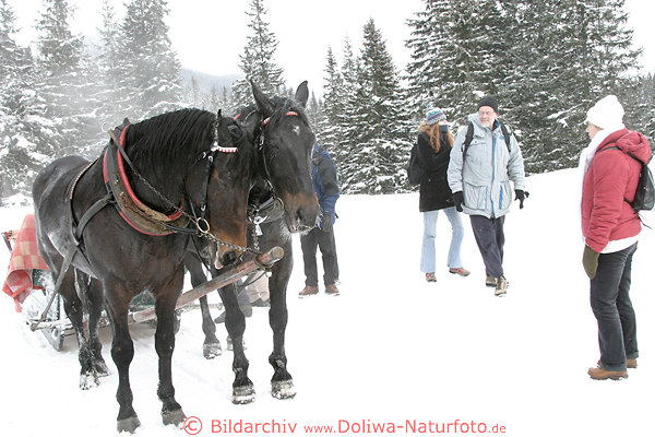 M�de ersch�pfte Pferde Paar im Gespann nach Schlittenfahrt am Morskie Oko (Meer-Auge) Bergsee