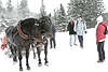 40655_Müde & erschöpfte Pferde Paar im Gespann nach Schlittenfahrt mit Touristen am Morskie Oko