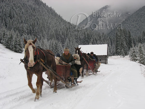Horse sleighs winter photo sledges cavalcade in snow in the Tatry mountains attraction
