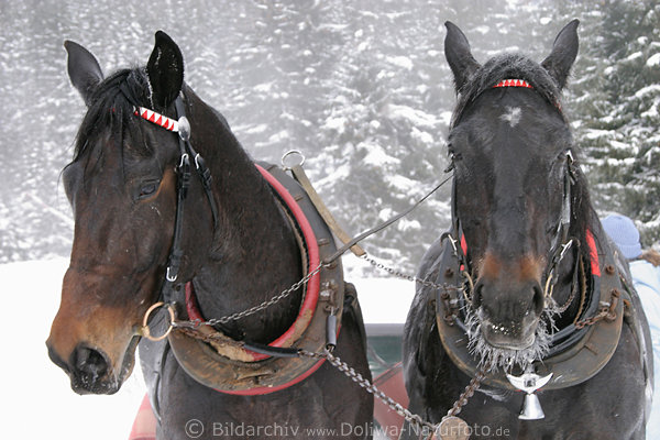 Schlittenpferde Schwei� Laufportr�t Schnee Frost Pferdeschlitten Kulig Ausflugsfahrt