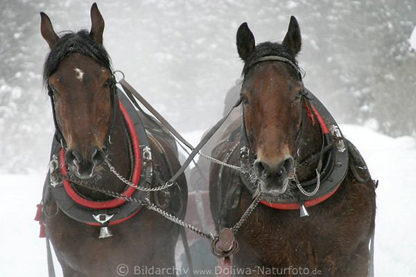Pferdeschlitten Paare Schlittenfahrt (Kulig) auf Schnee Winterbilder Lauf in Frost Schweiss