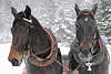 40656_Schlittenpferde Porträt im Lauf auf Schnee in Frost & Schweiß bei Pferdeschlitten Ausflugsfahrt