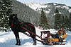 40742_Kutscher Mann Pferd Schlittengespann Portraet vor Wald & Bergen auf Polana & Dolina Chocholowska, Ausflug mit Pferdeschlitten auf Wanderweg