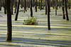 Sumpflandschaft-Baumstämme in Wasser Masuren Fotokunst Sonne lange Schatten Naturbild
