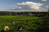 Masuren Grünwiese Kühe in Lichtstimmung vor Martinshagener See unter Wolke Kuhweide