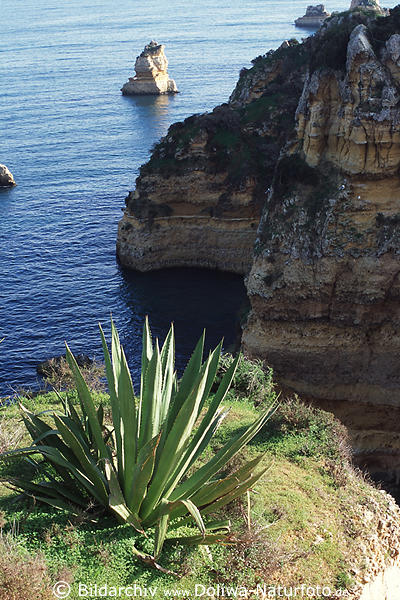Fels im Meer Algarvek�ste Naturfoto schroffe Felsen mit Agave Kakteen Pflanzenbewuchs