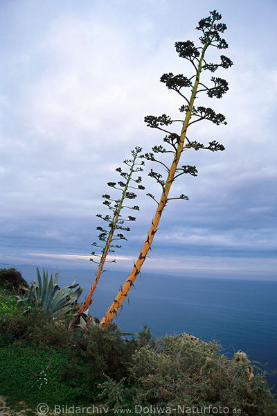 Algarve Steilk�ste Palmen am Meer Wildflora bei Lagos