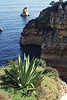 Fels im Meer Algarveküste Agave Kakteen Pflanzenwelt auf schroffen Felsen wachsen
