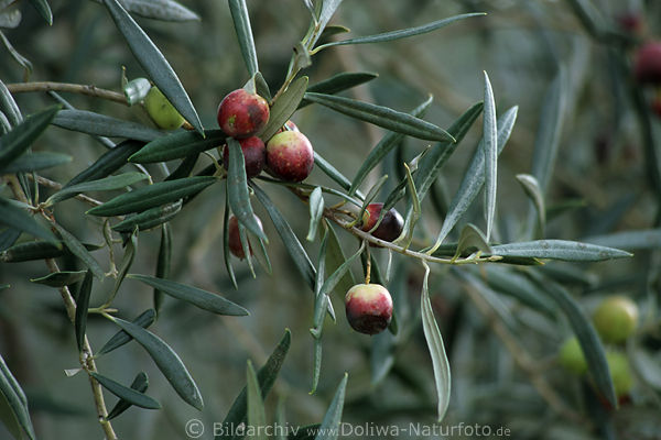 Portugal Algarve Naturfrüchte des Ölbaum Olea europaea Oleaceae olivo acebuche