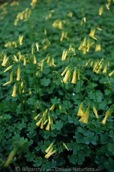 Monchique gelbes Wildblumenfeld Algarve Florafoto im Tau gelbe Glckchen