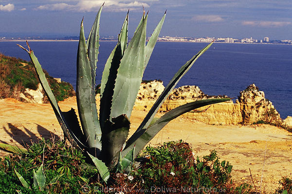 Algarve gelbe Kste Foto Agave Kakteen, Portimao Blick ber Meer bei Lagos