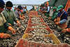 Fischerei Arbeiter säubern Austern, Meeresfrüchte Foto in Hafen Muschel sortieren Fischfang