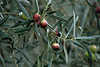 9056_Portugal Naturpflanzen in Algarve: Früchte des Ölbaum: Olea europaea, Oleaceae, olivo, acebuche