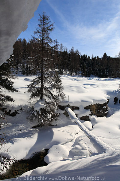 Pontresina Winter Naturfoto Bergbach Schneelandschaft Wintermrchen Romantik Naturbild
