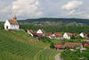 Rheinauer Kirche auf Hgel Hang Weinbergterassen oberhalb Klosterinsel